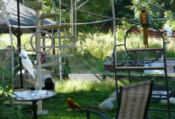 Aviary Tarp - Heavy Duty Tarps - Bird Aviary With Tarp Roof